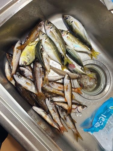 勝浦湾