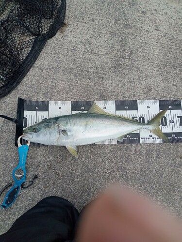 ワラサの釣果