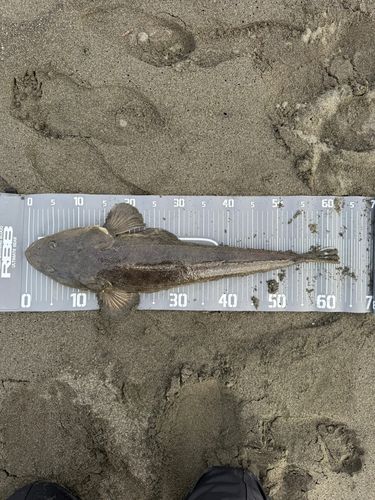 マゴチの釣果