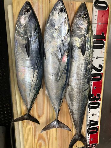 サゴシの釣果