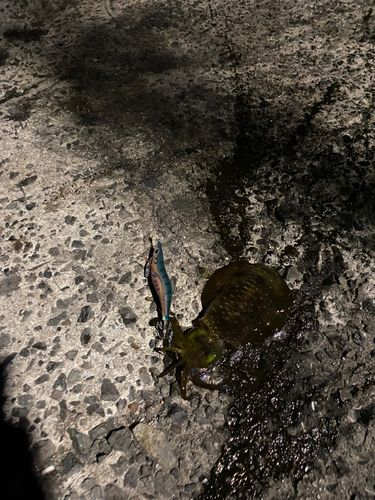 アオリイカの釣果