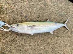 サゴシの釣果
