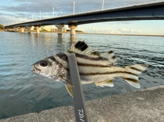 コトヒキの釣果