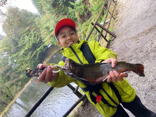 ブルックトラウトの釣果