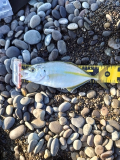 シマアジの釣果