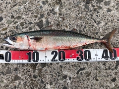 サバの釣果