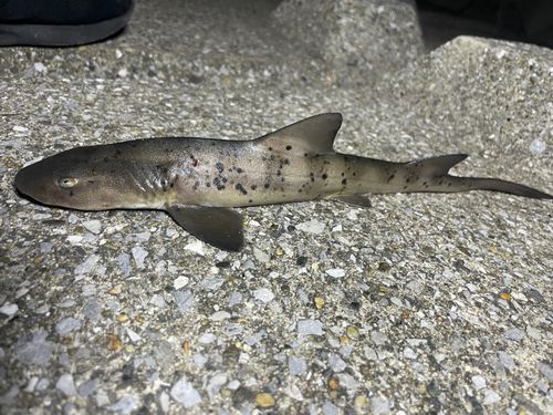 ドチザメの釣果