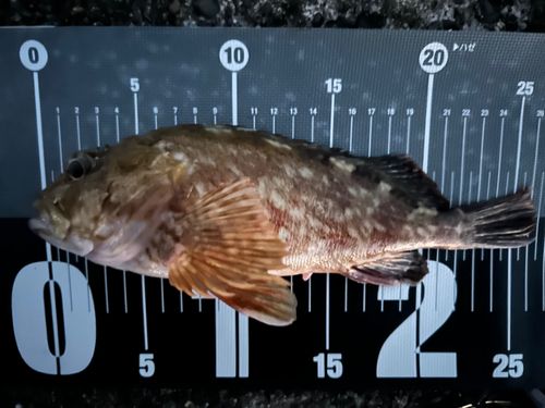 カサゴの釣果