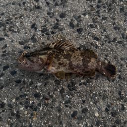 タケノコメバル