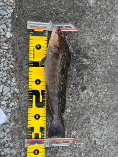 アイナメの釣果