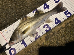 シーバスの釣果