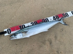 サゴシの釣果