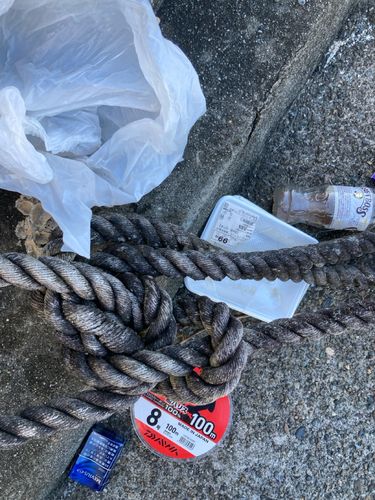 キジハタの釣果