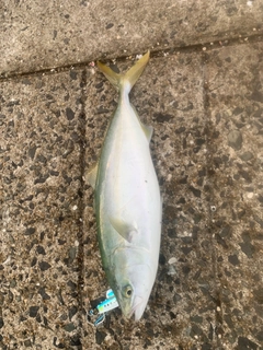 ヤズの釣果