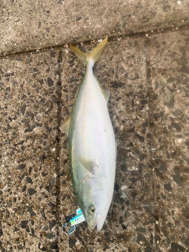 ヤズの釣果