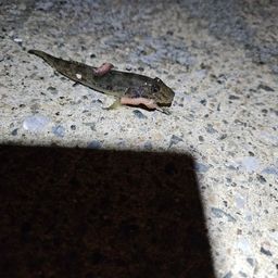 マハゼ
