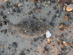 ソゲの釣果