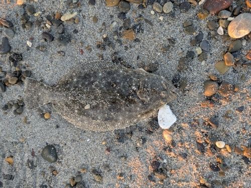 ソゲの釣果