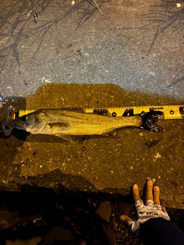 シーバスの釣果