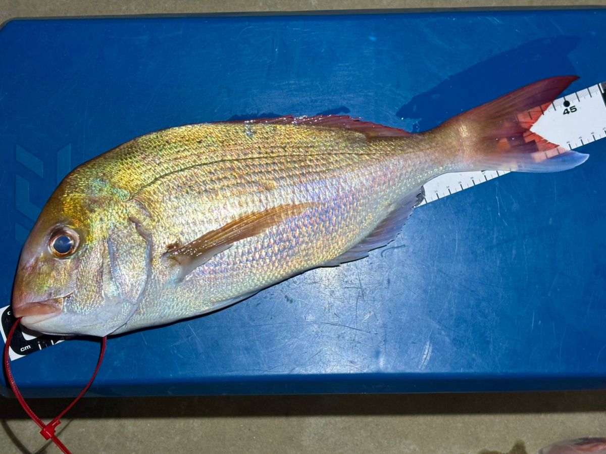 あんぐらーやまさんの釣果 3枚目の画像