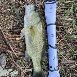 ラージマウスバス