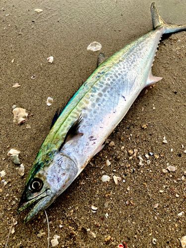 広島湾