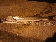 オニカマスの釣果