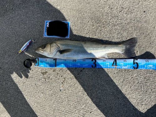 シーバスの釣果