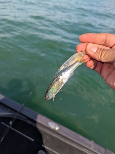 琵琶湖北湖