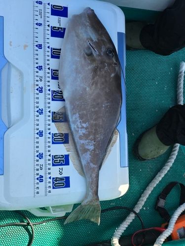 ウスバハギの釣果