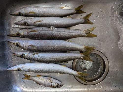 アカカマスの釣果