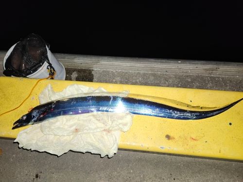 タチウオの釣果