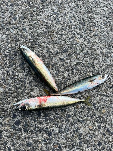 サバの釣果