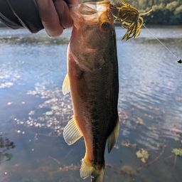 ラージマウスバス