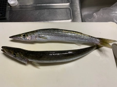 カマスの釣果