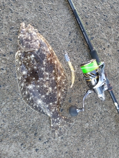 ヒラメの釣果