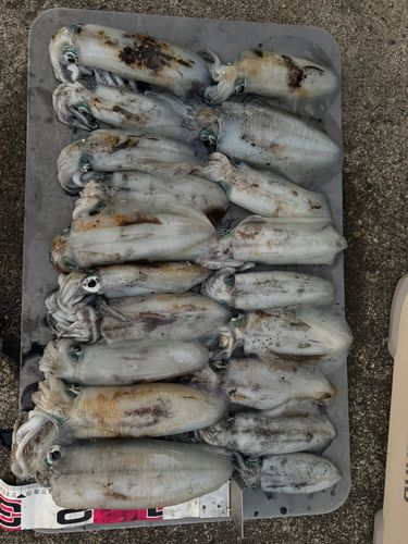直江津沖