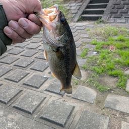 ブラックバス