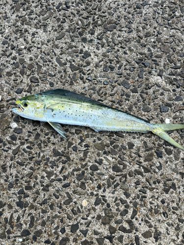 シイラの釣果