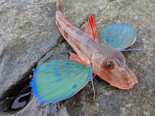 ホウボウの釣果