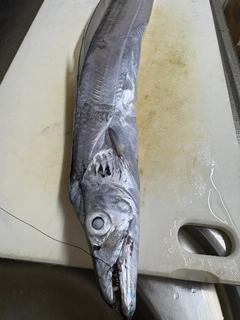 タチウオの釣果