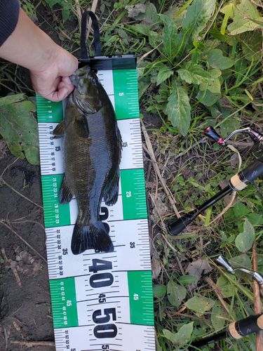 スモールマウスバスの釣果