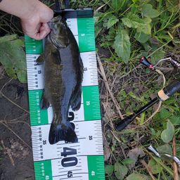 スモールマウスバス