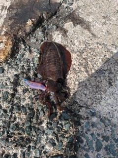 アオリイカの釣果