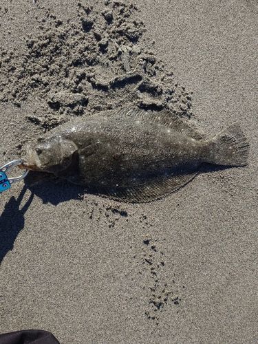 ソゲの釣果