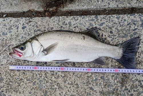 ハネ（ヒラスズキ）の釣果