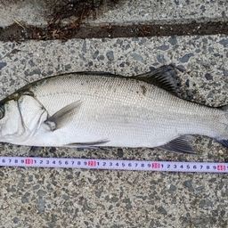 ハネ（ヒラスズキ）