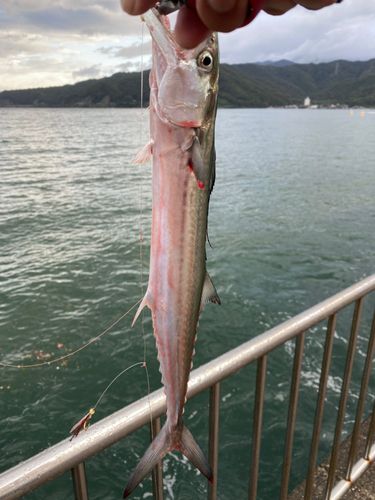 サゴシの釣果