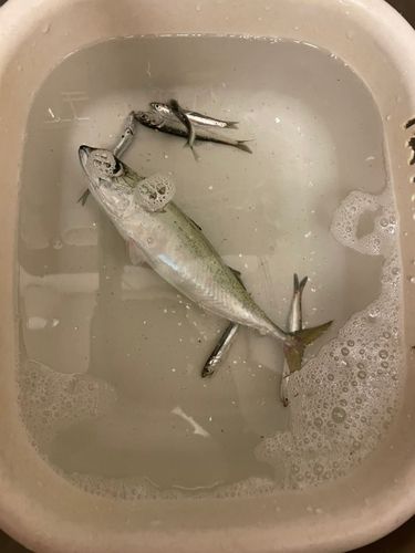 臨港パーク