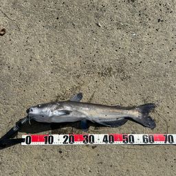 アメリカナマズ